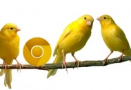 chrome_canary_1[1]