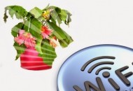 flowers-wifi2[1]